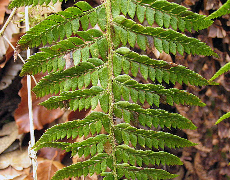 Polystichum setiferum / Felce setifera